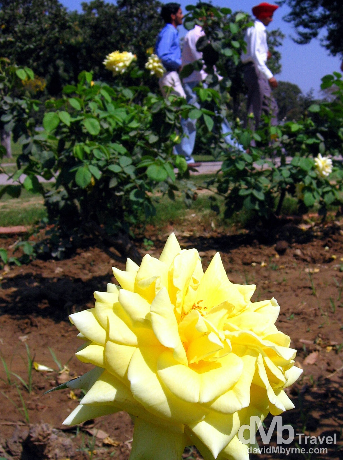 Rose Garden, Chandigarh, Punjab, India. March 23, 2008.