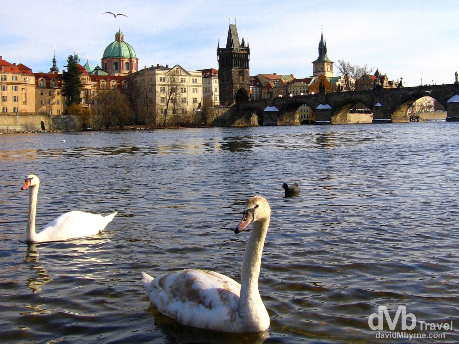 Swans on the west bank of the Vltava River fronting Charles Bridge in Prague, Czech Republic. March 8, 2006.