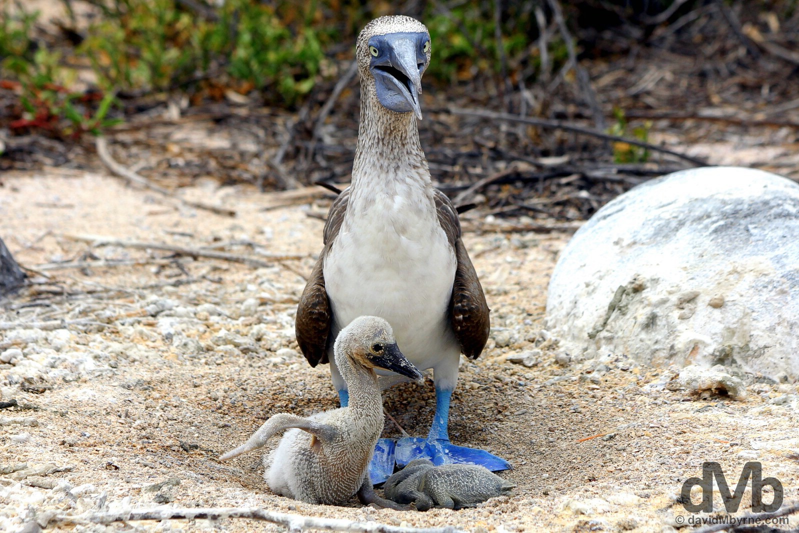 A blue-footed boobie & chicks nesting on Isla Seymour Norte, Galapagos, Ecuador. July 18, 2015.