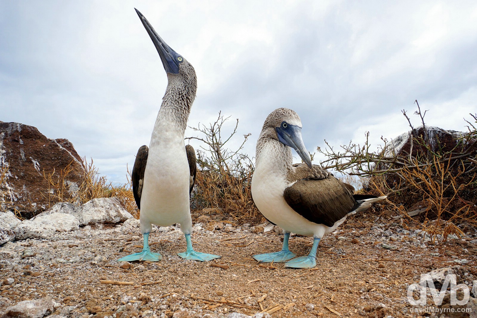 A pair of blue-footed boobies on Isla Seymour Norte, Galapagos, Ecuador. July 18, 2015.