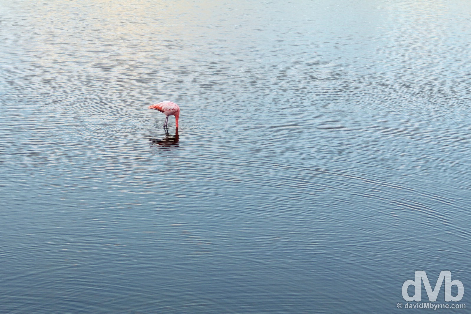 A Flamingo in a pond on Isla Isabela, Galapagos, Ecuador. July 19, 2015.