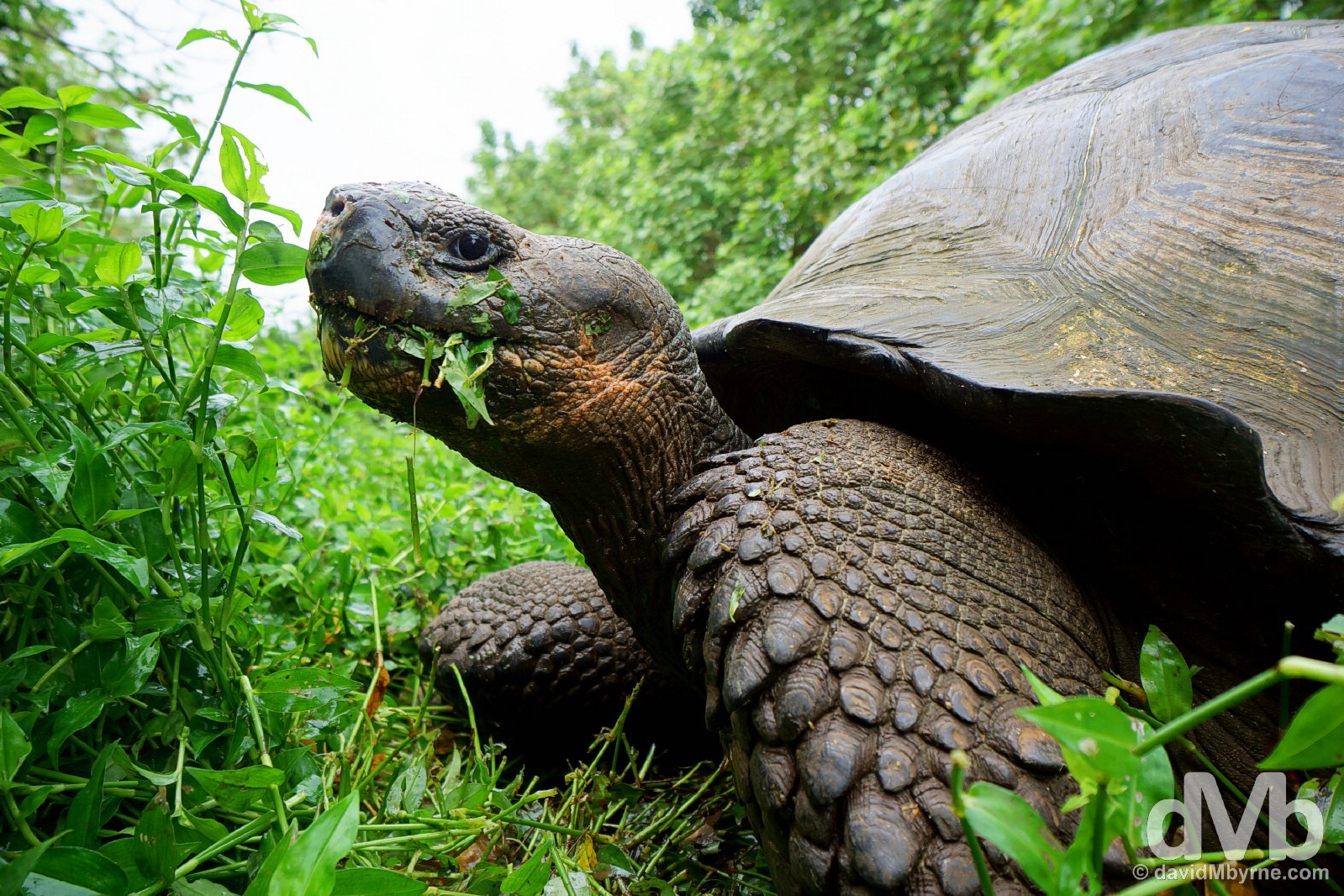 A Giant Tortoise feeding. Rancho Primicias, Isla Santa Cruz, Galapagos, Ecuador. July 17, 2015. 
