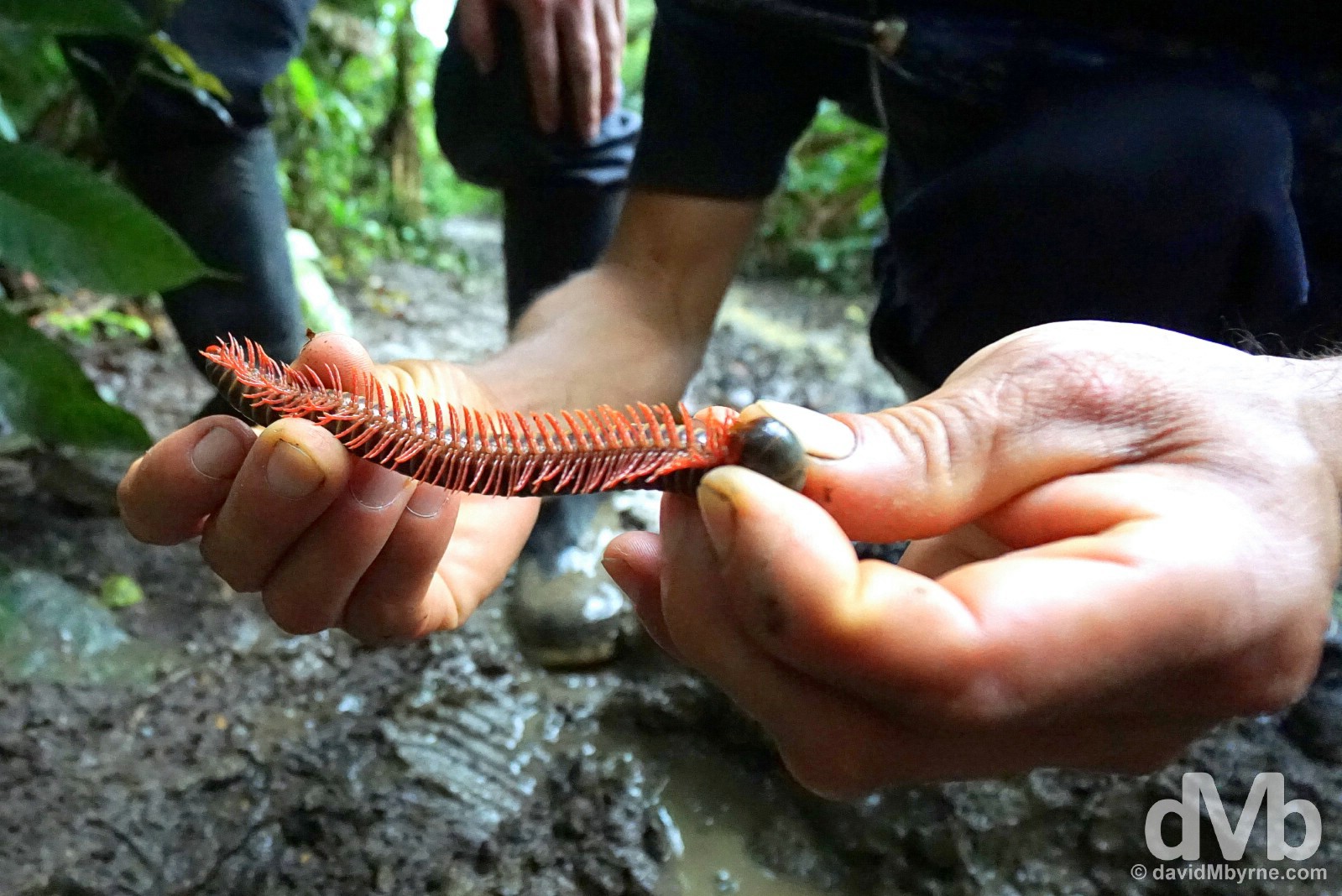 One of the rain forest creepy crawlies during a forest walk, Ecuador. July 12, 2015.