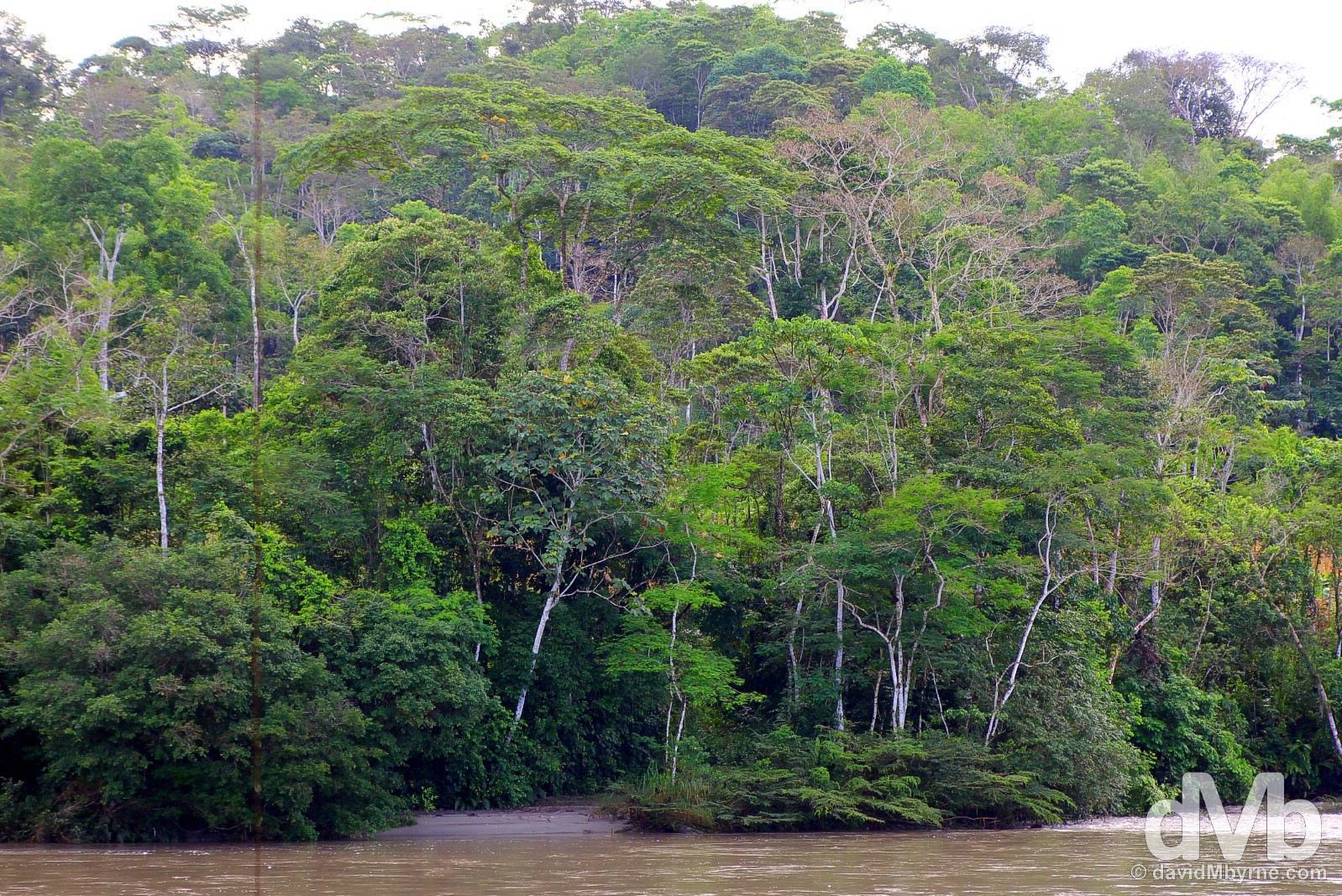 The Ecuadorian rain forest. July 13, 2015.
