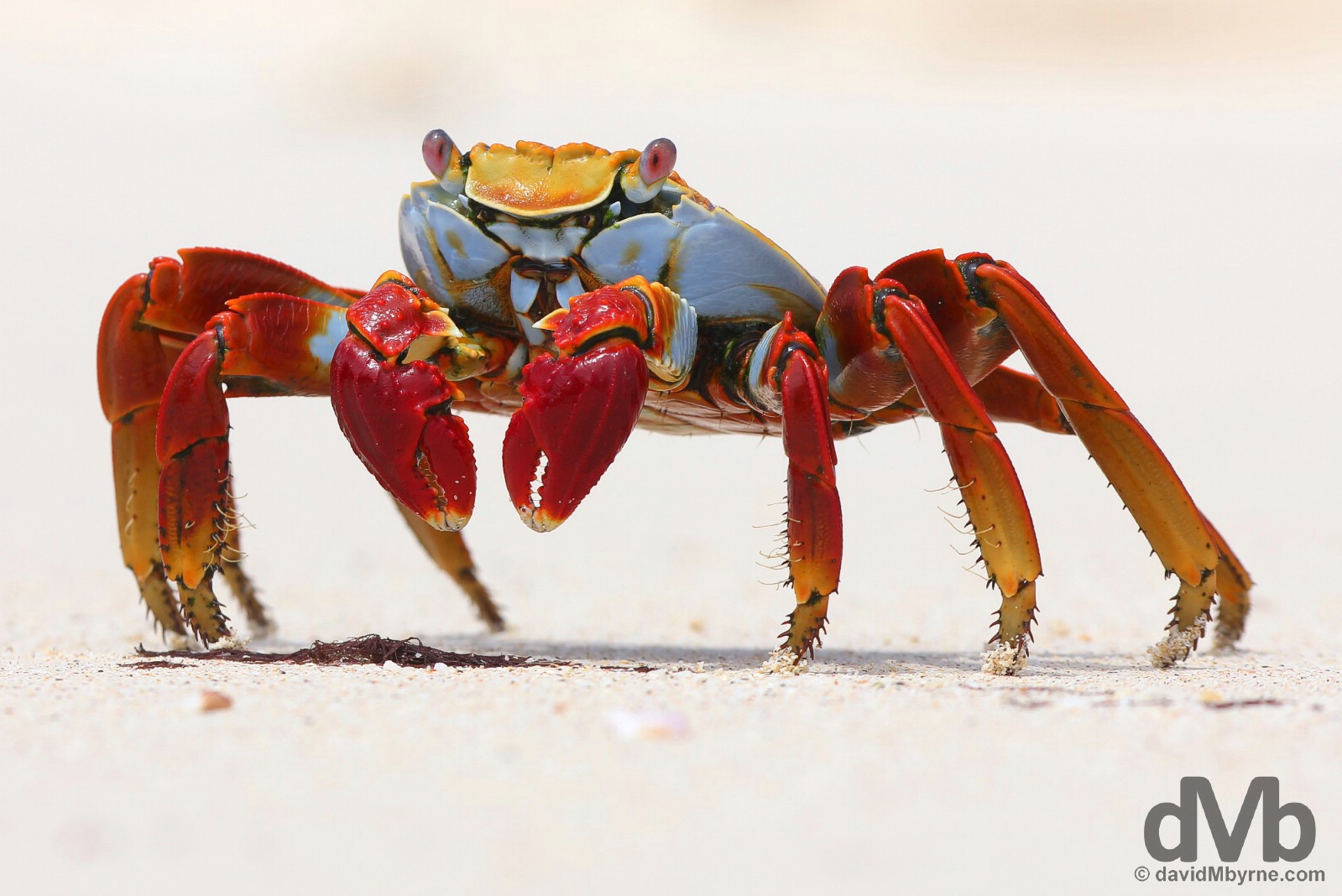 A Sally Lightfoot Crab on Playa Las Bachas, Isla Santa Cruz, Galapagos, Ecuador. July 18, 2015. 