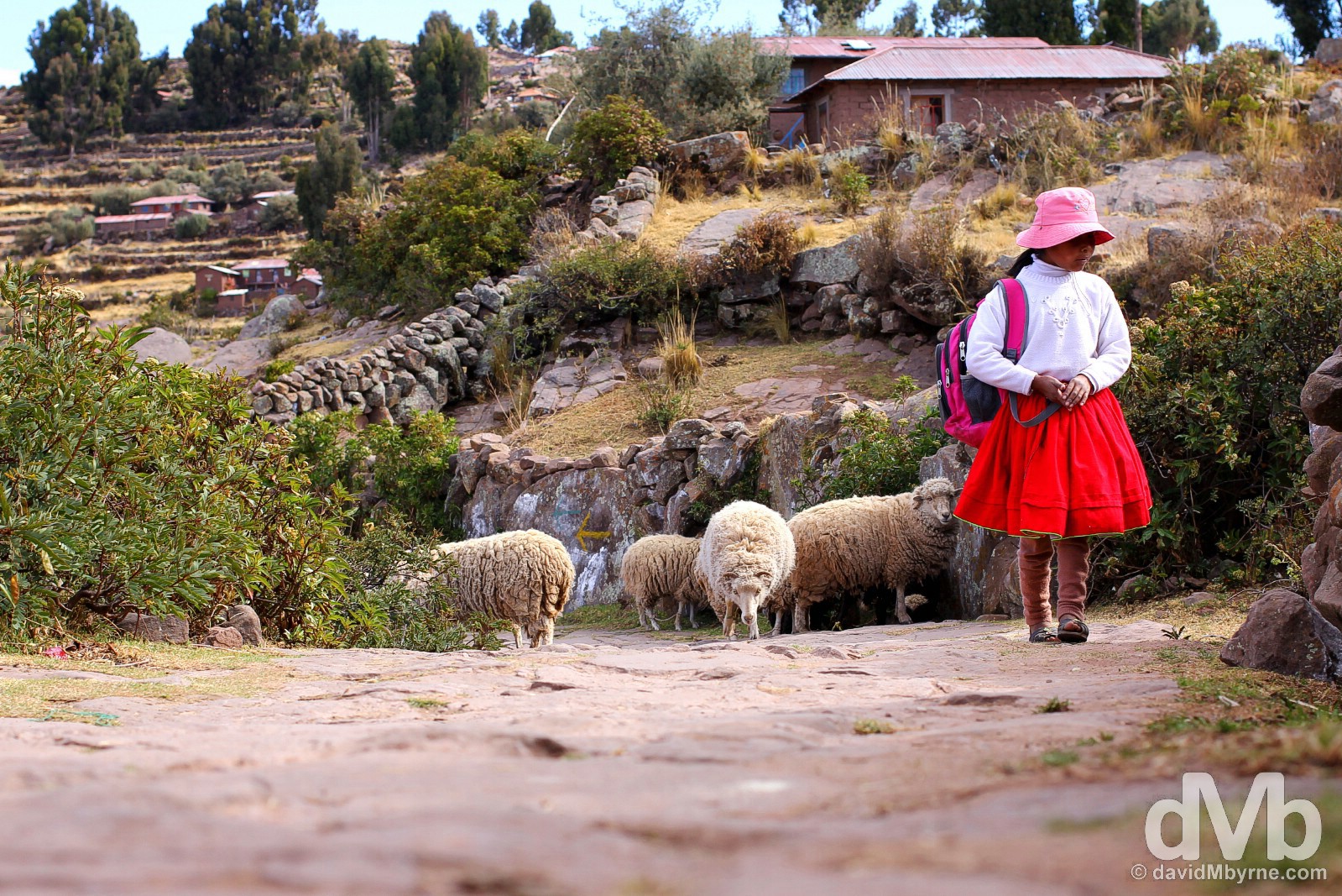 A girl & sheep on path on Taquile Island, Lake Titicaca, Peru. August 20, 2015. 