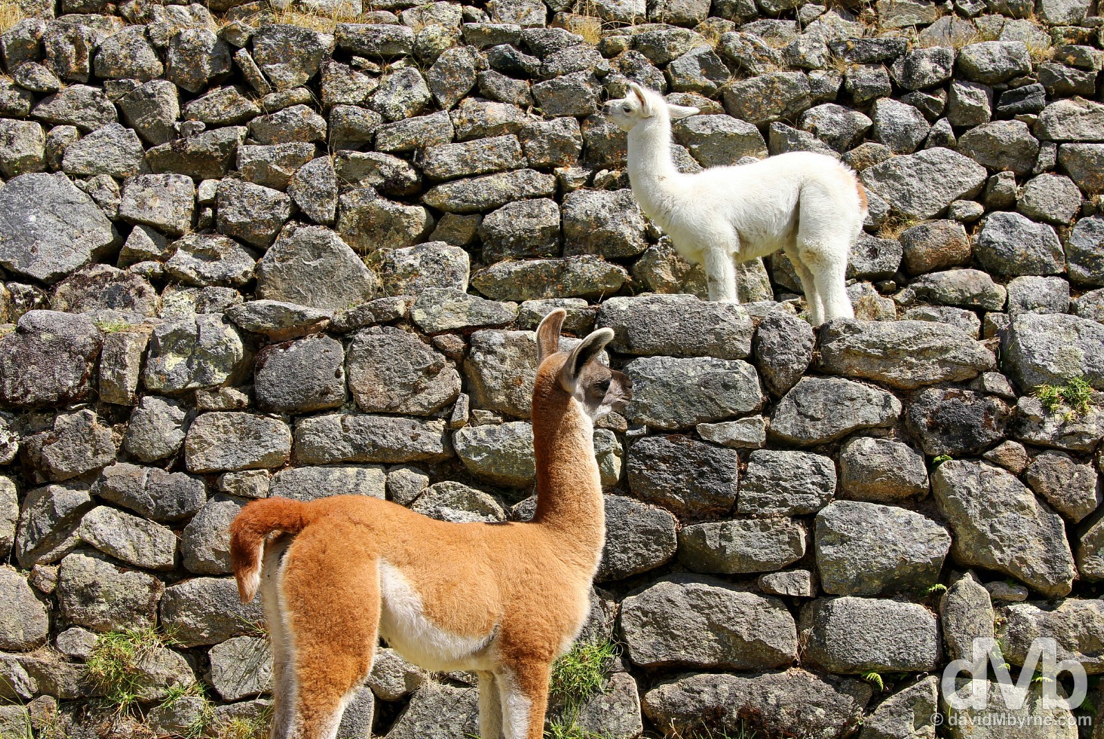 Baby llamas on the terraces of Machu Picchu, Peru. August 15, 2015. 
