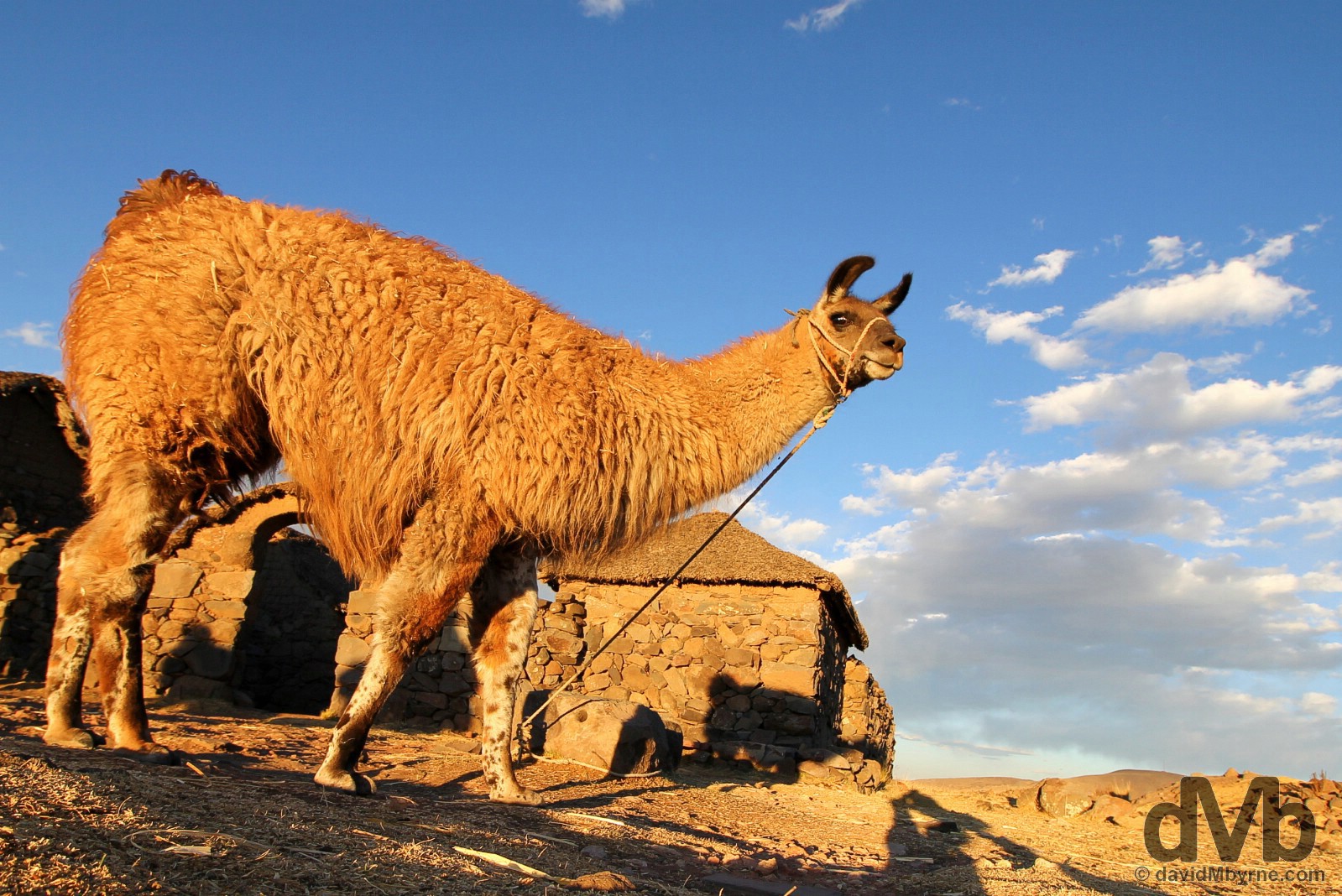 A llama on the shores of Lake Titicaca, Peru. August 19, 2015. 