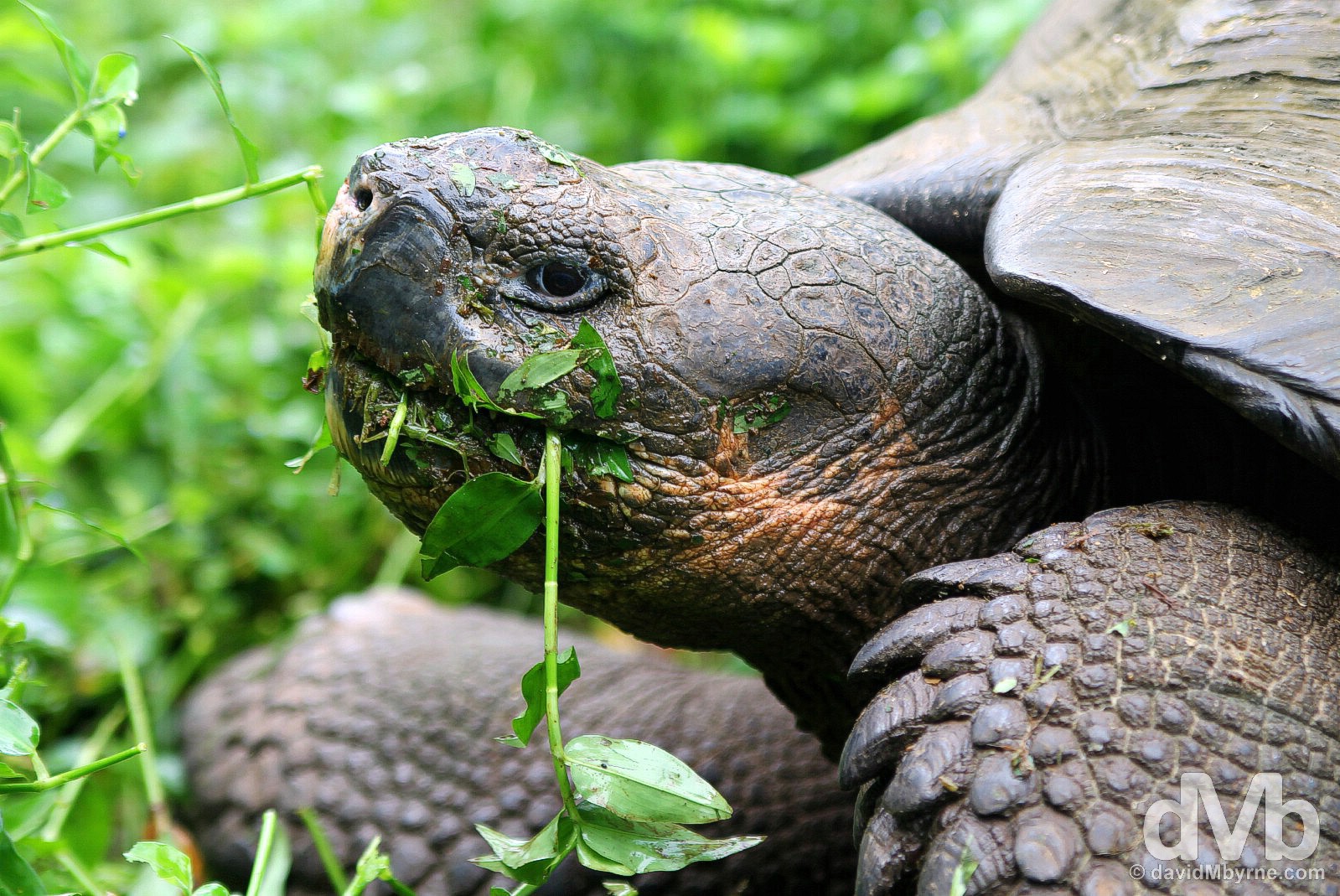A Giant Tortoise feeding at Rancho Primicias, Isla Santa Cruz, Galapagos, Ecuador. July 17, 2015. 