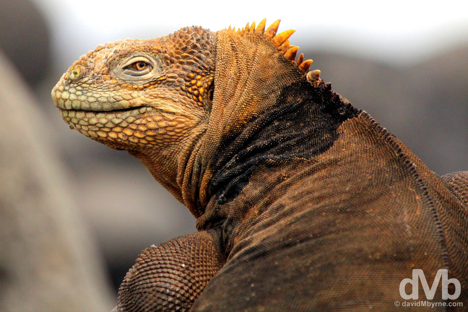 A Land Iguana on Isla Seymour Norte, Galapagos, Ecuador. July 18, 2015.