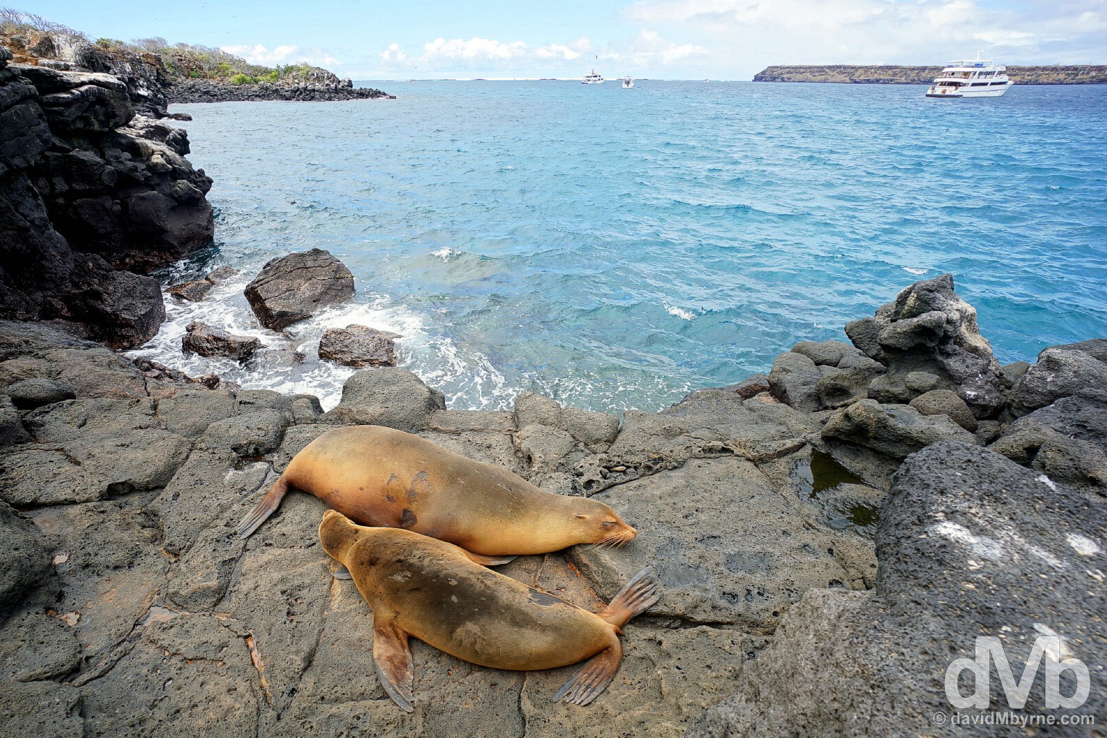 Sea Lions on Isla Seymour Norte, Galapagos Islands, Ecuador. July 18, 2015.