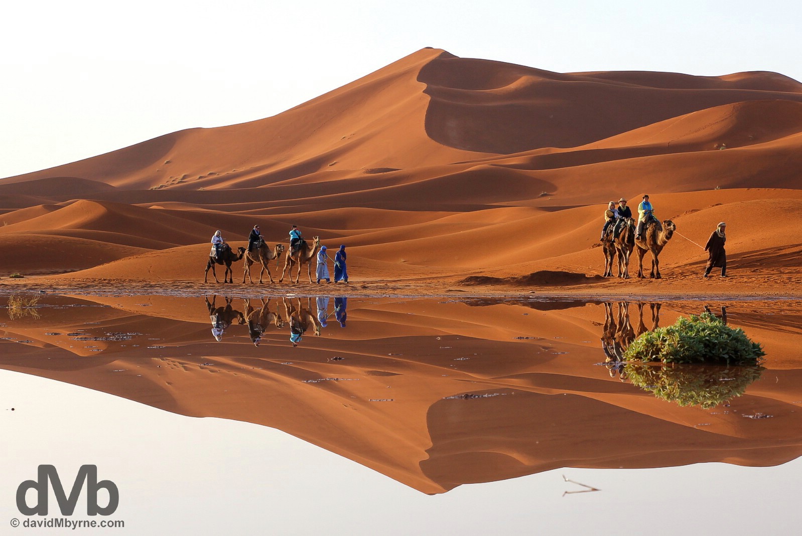A sunrise camel train reflection among the dunes of Erg Chebbi, southeastern Morocco. May 19, 2014.