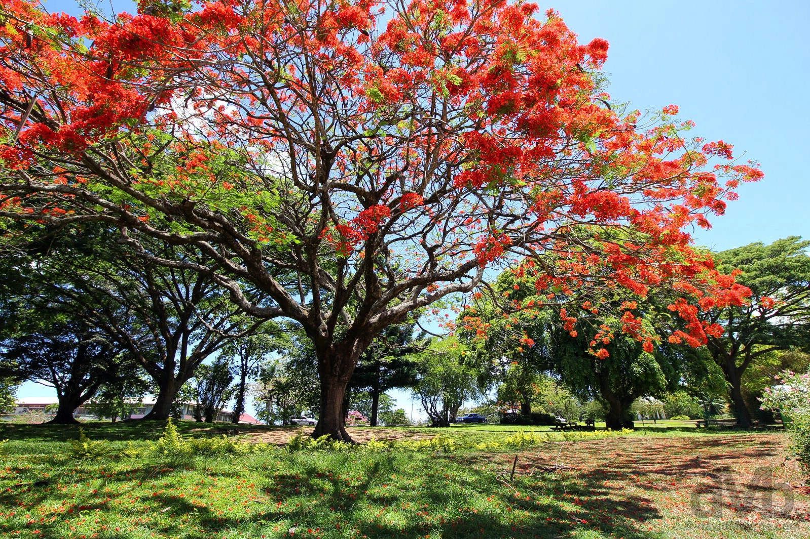 Dominica Botanical Gardens, Roseau, Dominica, Lesser Antilles. June 10, 2015.