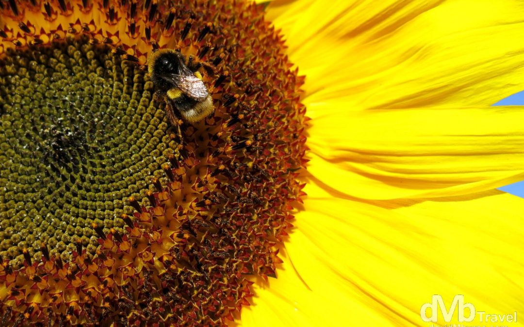 Bee & Sunflower, Gradil, Mafra, Portugal - Worldwide Destination ...