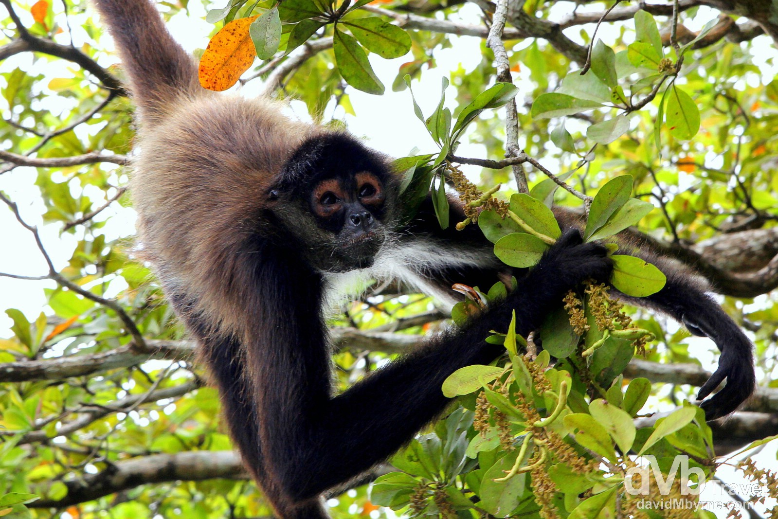 A monkey hangs from overhanging vegetation on the New River, Central Belize. May 11th 2013.
