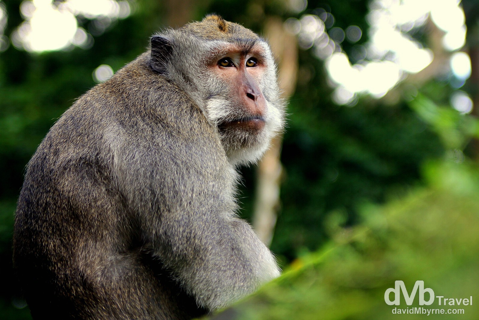 Monkey Forest, Ubud, Central Bali, Indonesia. June 15th 2012.