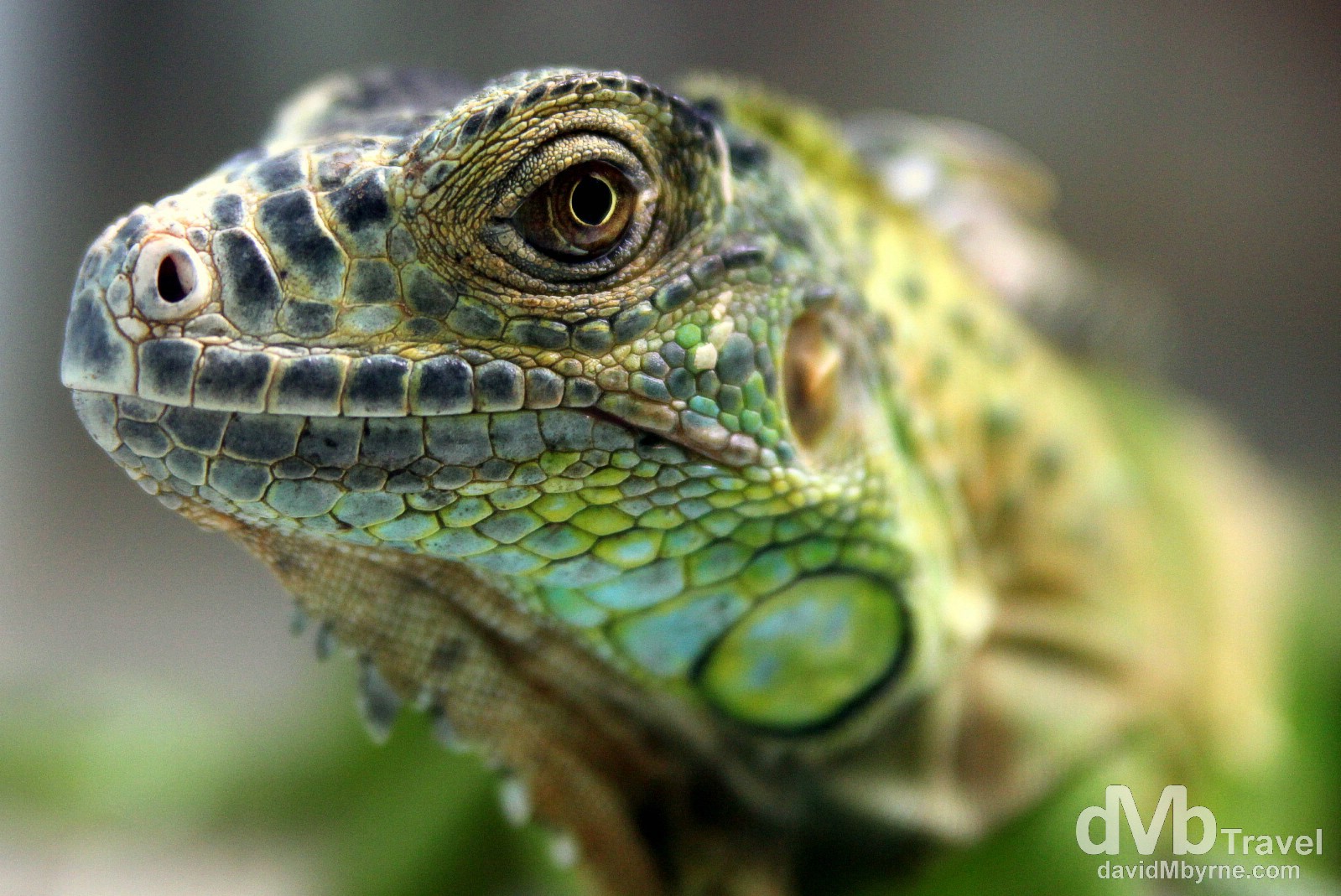 An iguana in the Snake Farm of the Temple of The Azure Cloud (aka The Snake Temple), Penang, Malaysia. March 24th 2012 