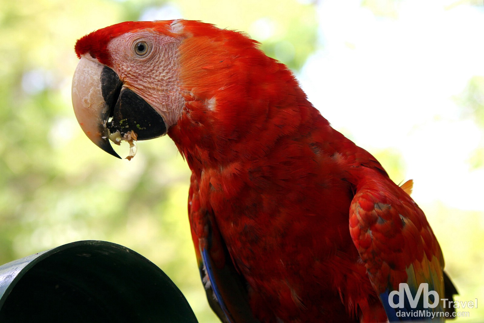 A scarlet Macaw in the grounds of the Copan Architectural Site, western Honduras. June 7th 2013.