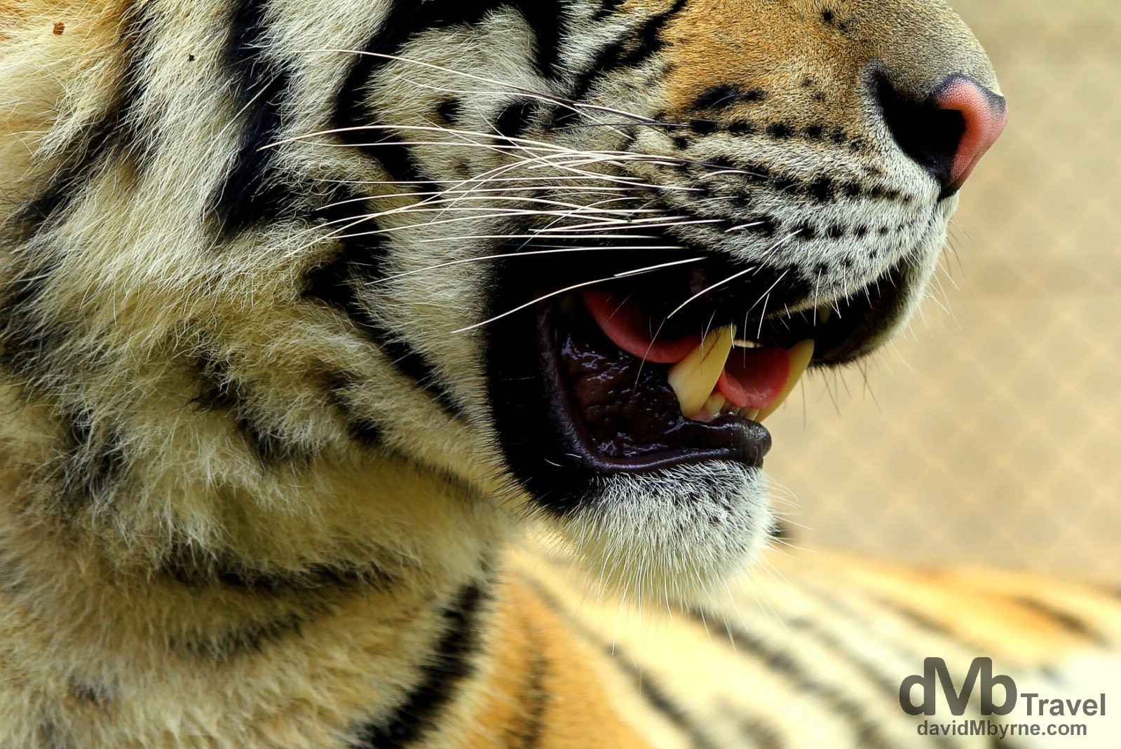 Whiskers & teeth. A tiger in Tiger Kingdom on the outskirts of Chiang Mai, northern Thailand. March 14th 2012.