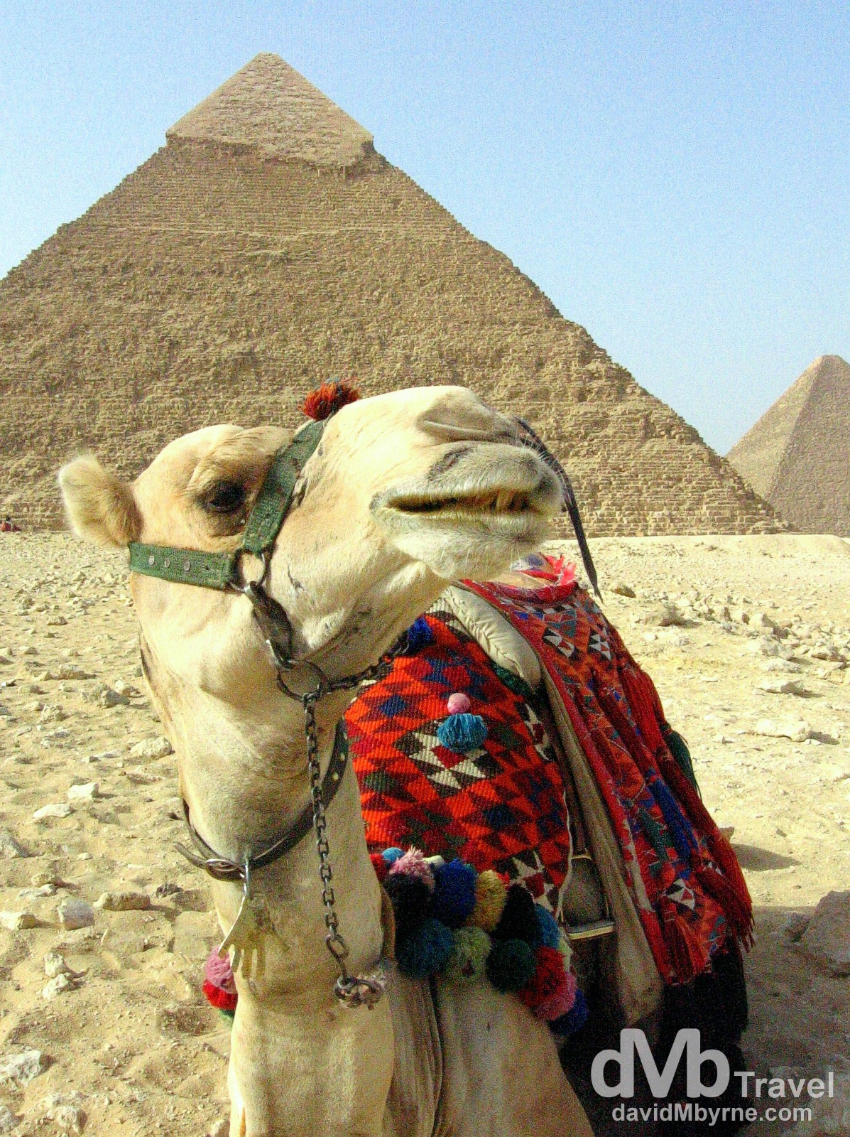 A camel on The Giza Plateau, Egypt. April 13th 2008.