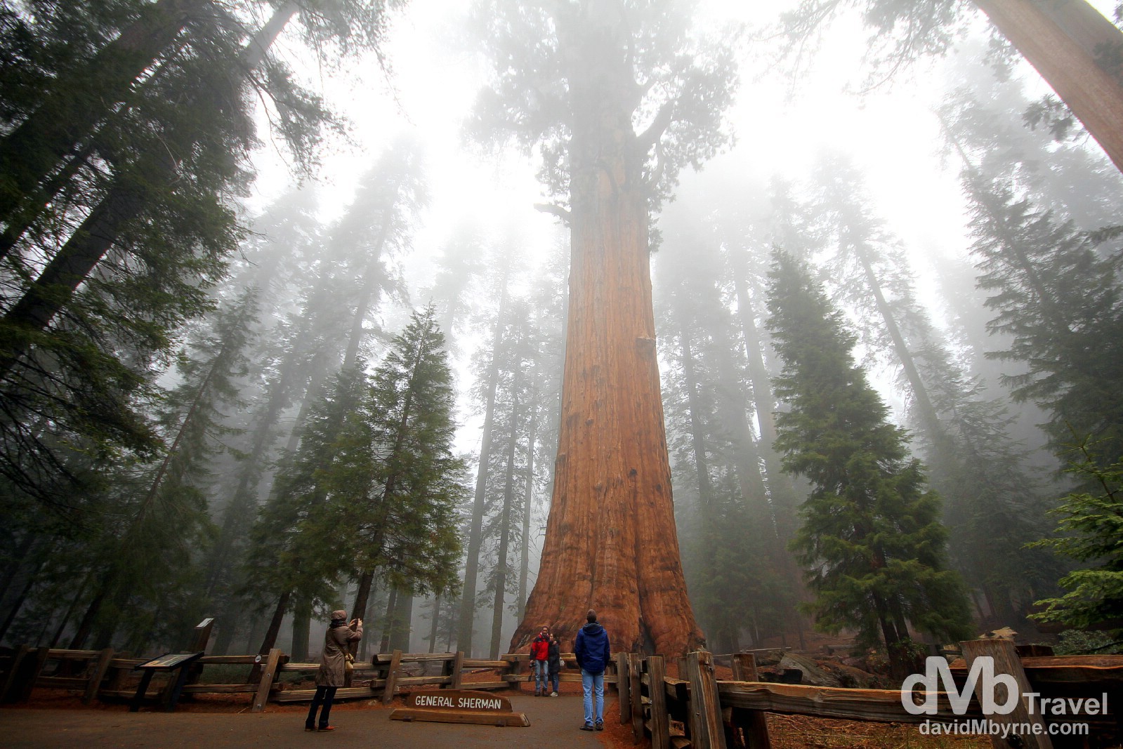 General Sherman, the largest tree on earth, in Sequoia National Park, California, USA. April 2nd 2013.