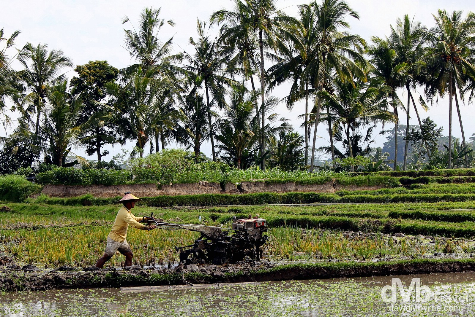 A paddy worker on the outskirts of Ubud, Bali, Indonesia. June 19th 2012. 