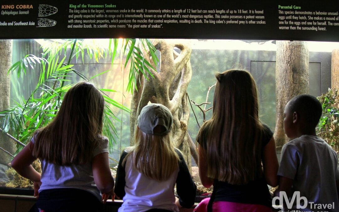 King Cobra Housing, San Diego Zoo, USA Worldwide Destination