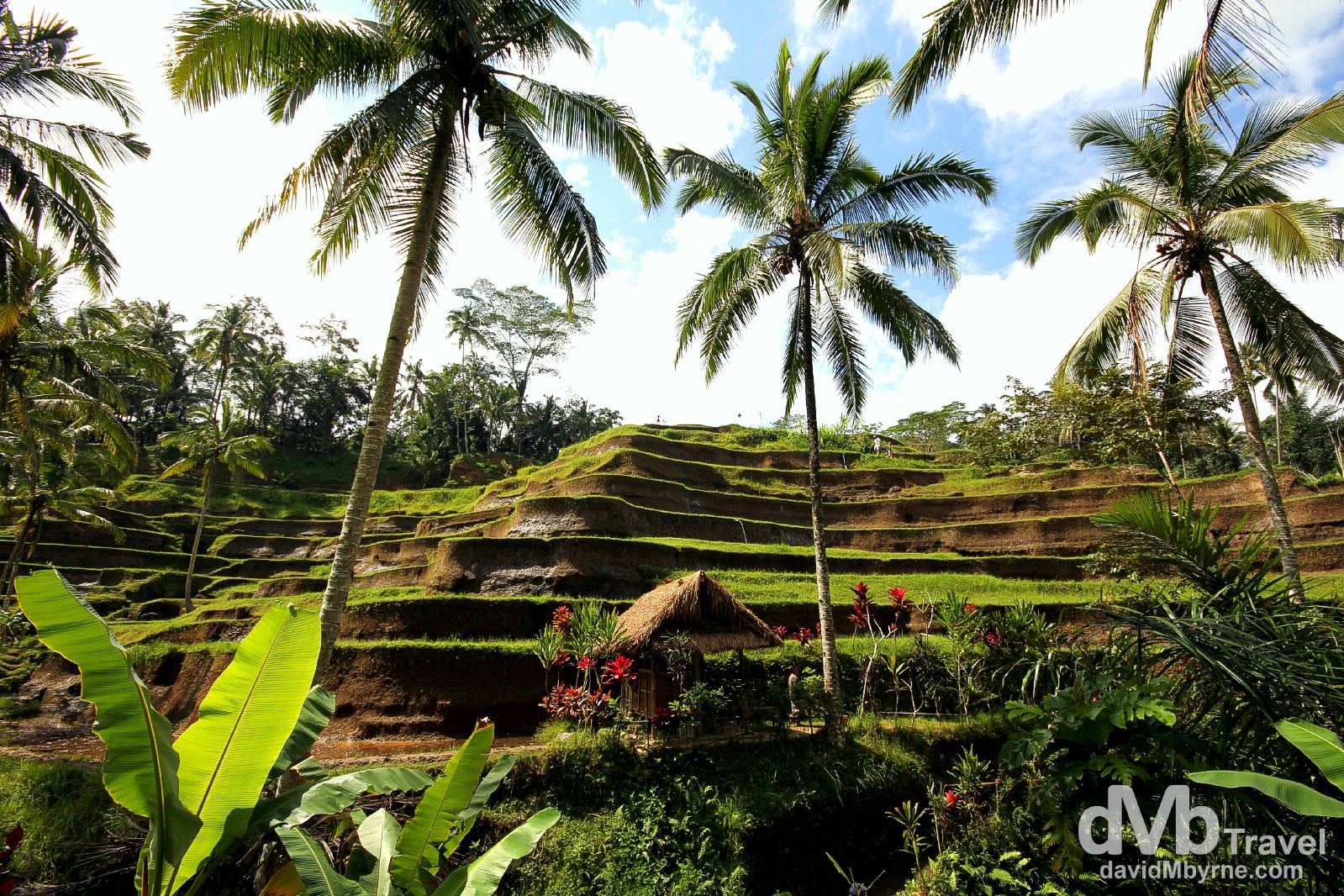 Stepped rice terraces in Ceking, Bali, Indonesia. June 19th 2012.