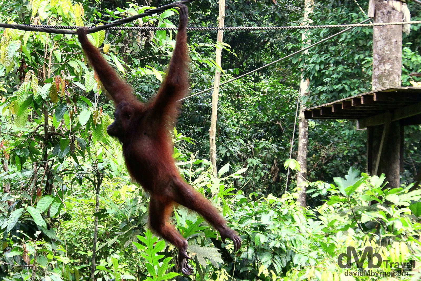 Sepilok Orangutan Rehabilitation Centre, Sabah, Malaysian Borneo. June 26th 2012.