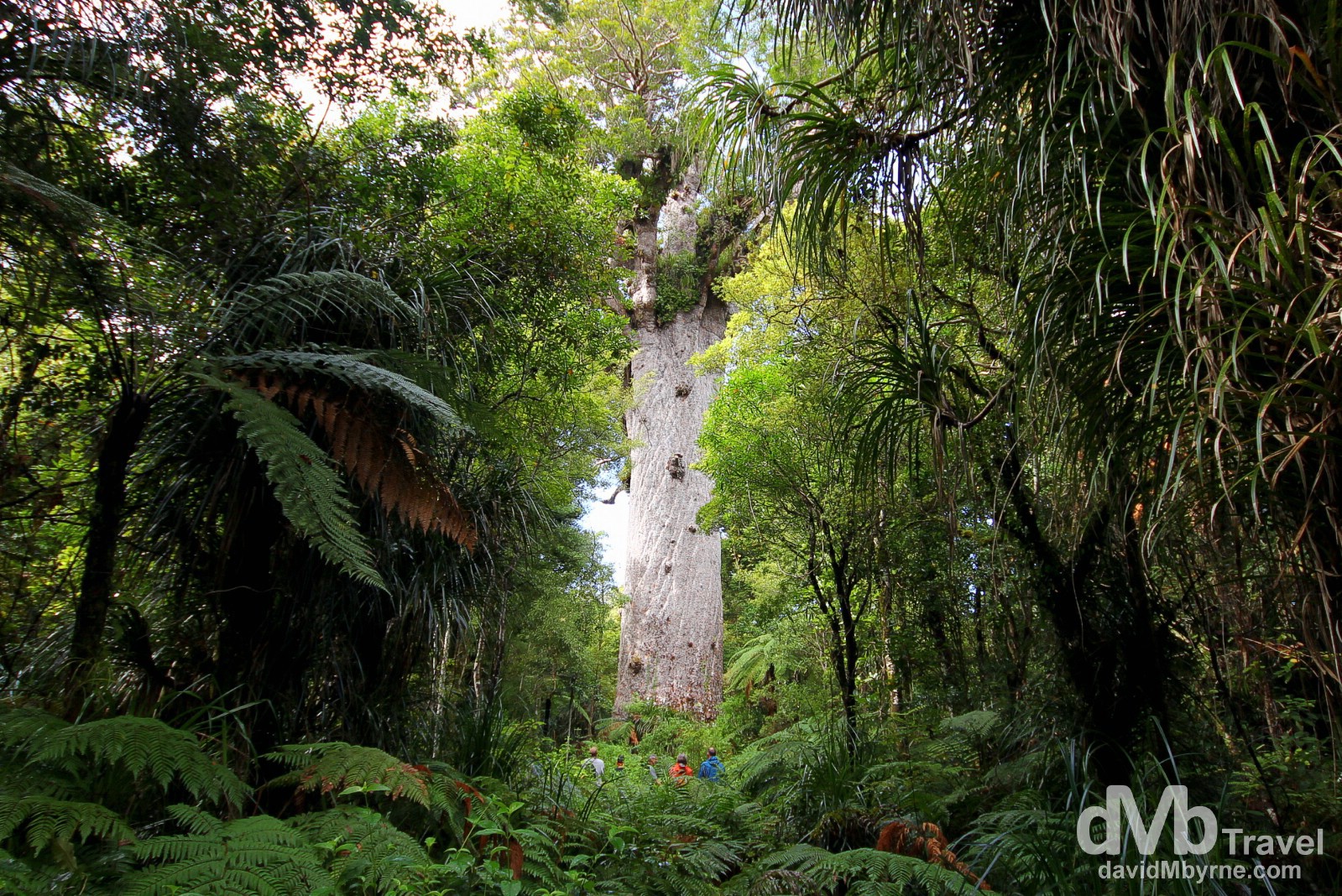 Tane Mahuta, Waipoua Kauri Forest, North Island, New Zealand. May 1st 2012.