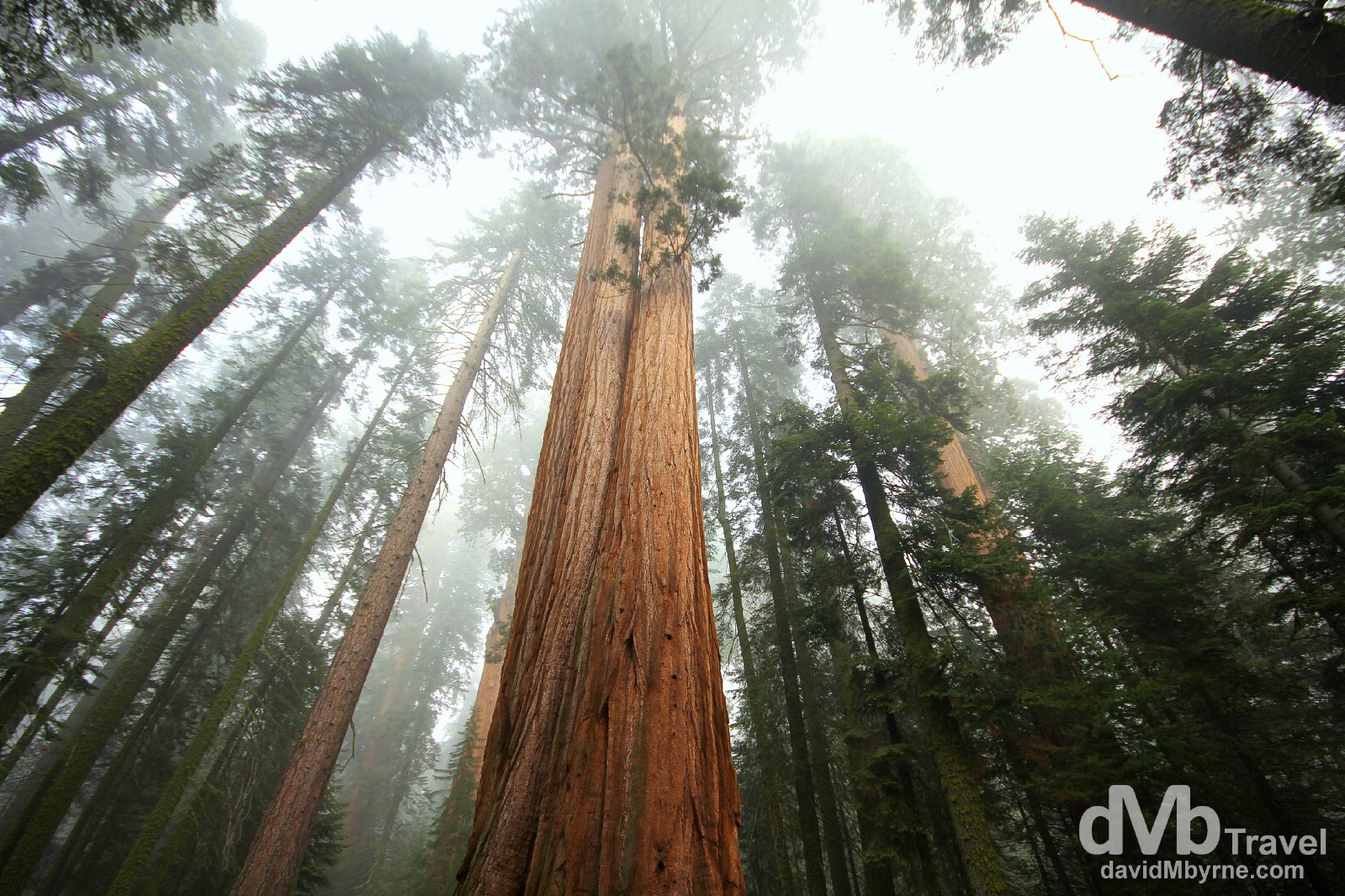 Residents of the Giant Forest of Sequoia National Park, California, USA. April 2nd 2013.