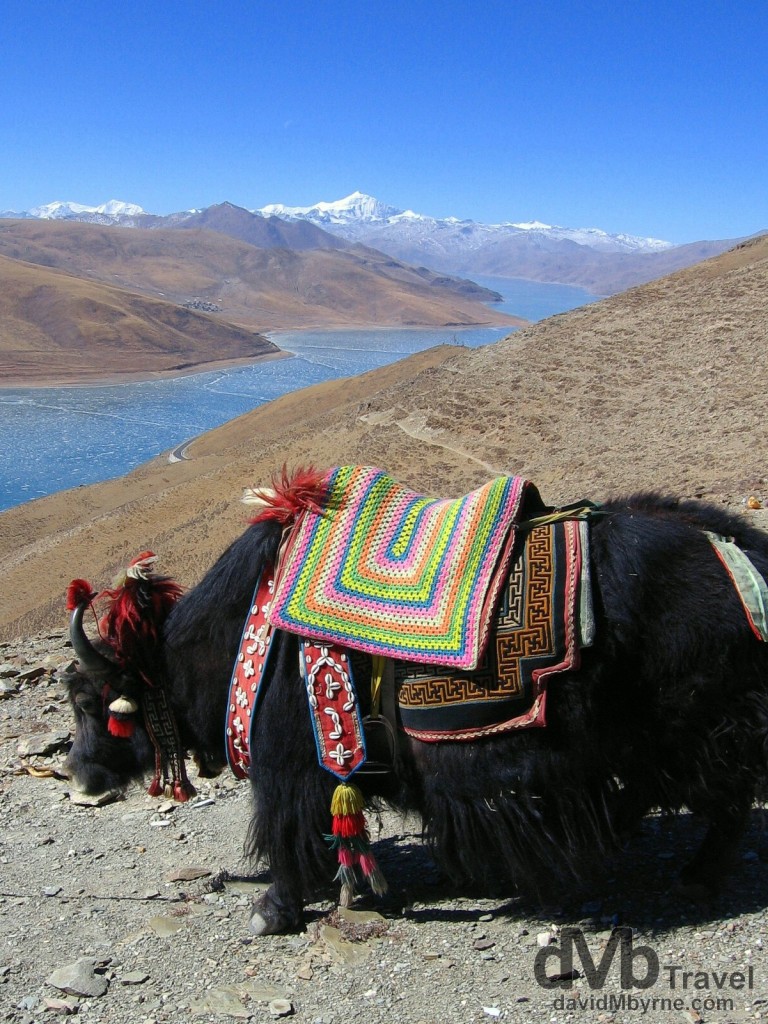 Yak, Tibet | Worldwide Destination Photography & Insights