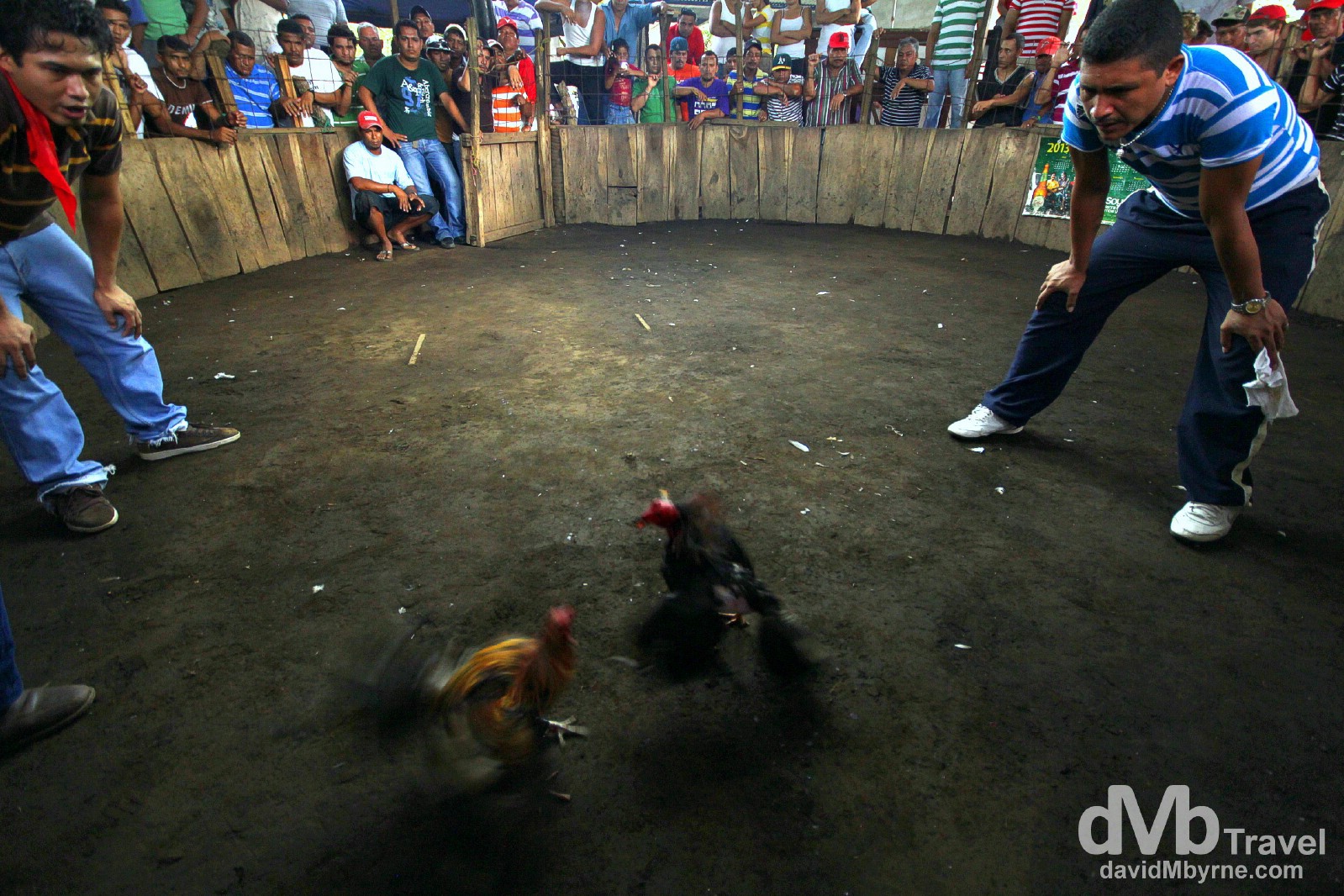 Cock fighting, Leon, Nicaragua. June 16th 2013.