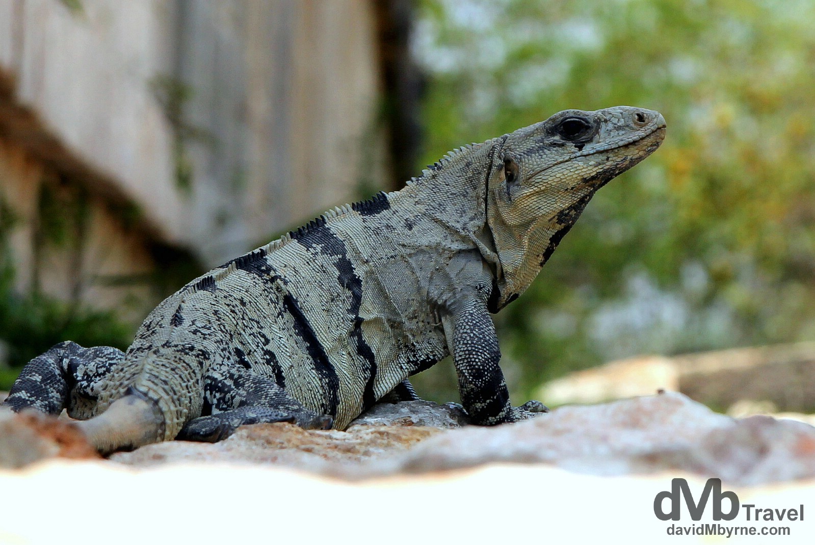 A lizard resting in the shade at the Uxmal Mayan ruins, Yucatan Peninsula, Mexico. May 2nd 2013.