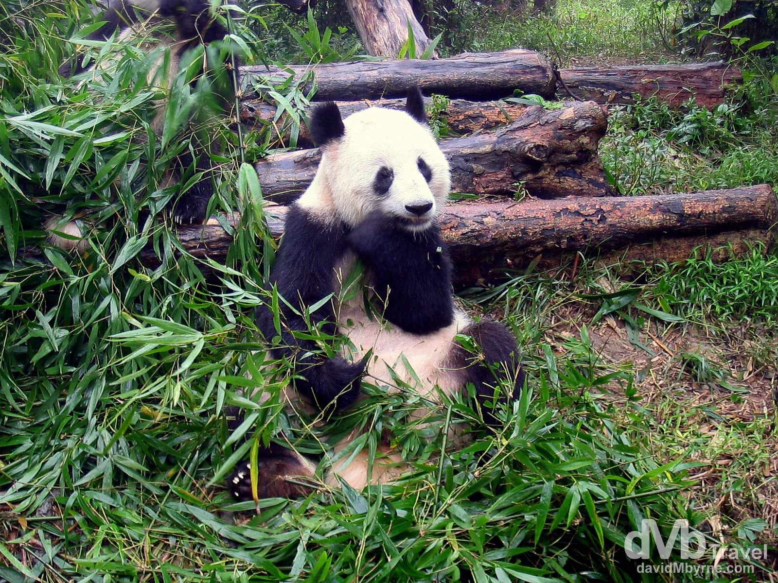 At the Chengdu Research Base of Giant Panda Breeding, Sichuan Province, Central China. September 24th, 2004.