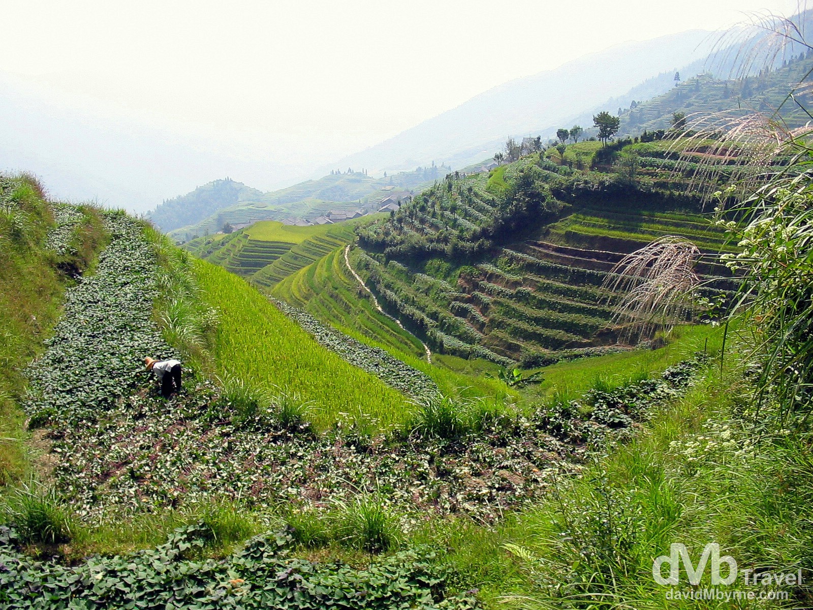 Tending to crops in the hills over Ping An Zhuang minority village, Longji Mountains, Guangxi Province, Southern China. September 15th, 2004.