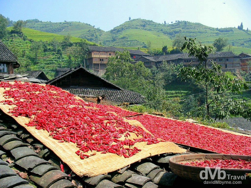 Chillies out to dry in the sun in Ping An Zhuang minority village, Longji Mountains, Guangxi Province, Southern China. September 15th, 2004.
