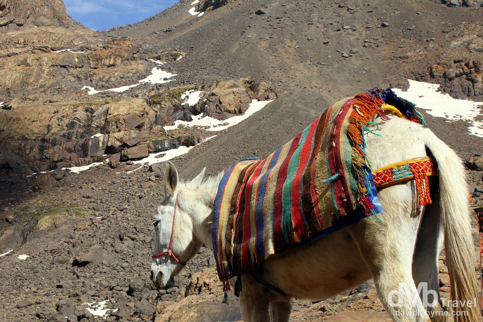 A mule in front of the Toubkal Refuge, High Atlas, central Morocco. May 10th, 2014.