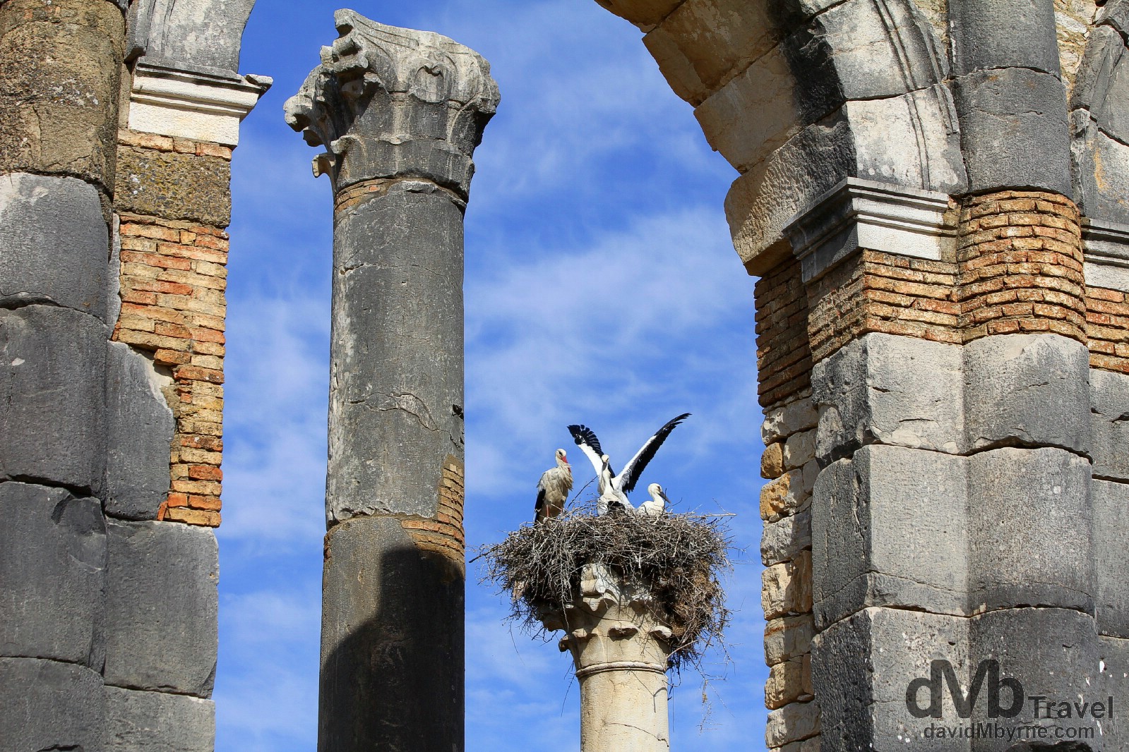Storks as seen through arches of the Forum at the UNESCO-listed Roman ruins of Volubilis in northern Morocco. May 25th, 2014.