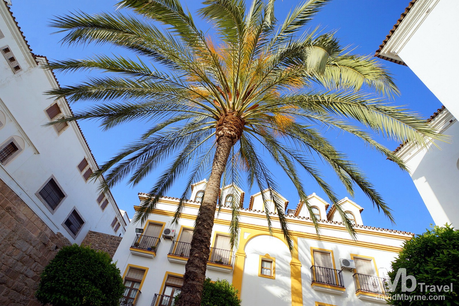 A palm tree in Plaza de los Naranjos, Marbella, Andalusia, Spain. June 6th, 2014.