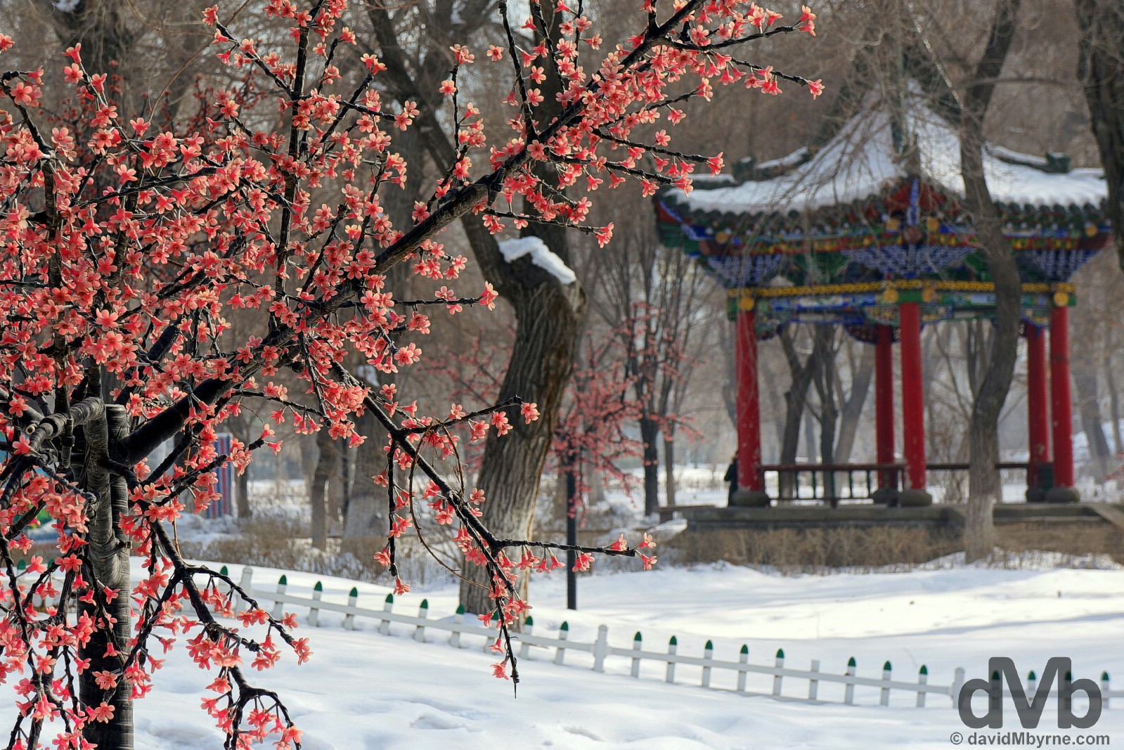 Wintry scenes in Renmin/People's Park in central Urumqi, northwest China. February 10, 2015.  