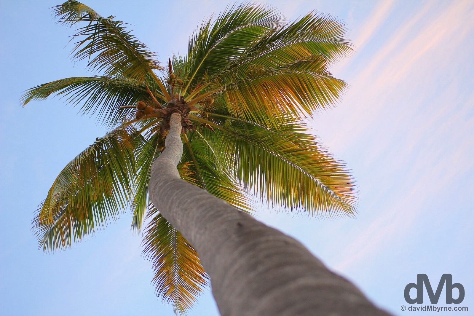 A coconut palm on Bavaro Beach, Punta Cana, Dominican Republic. May 28. 2015.