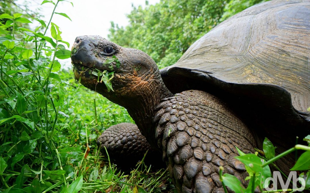 Giant Tortoise Rancho Primicias Galapagos - Worldwide Destination ...