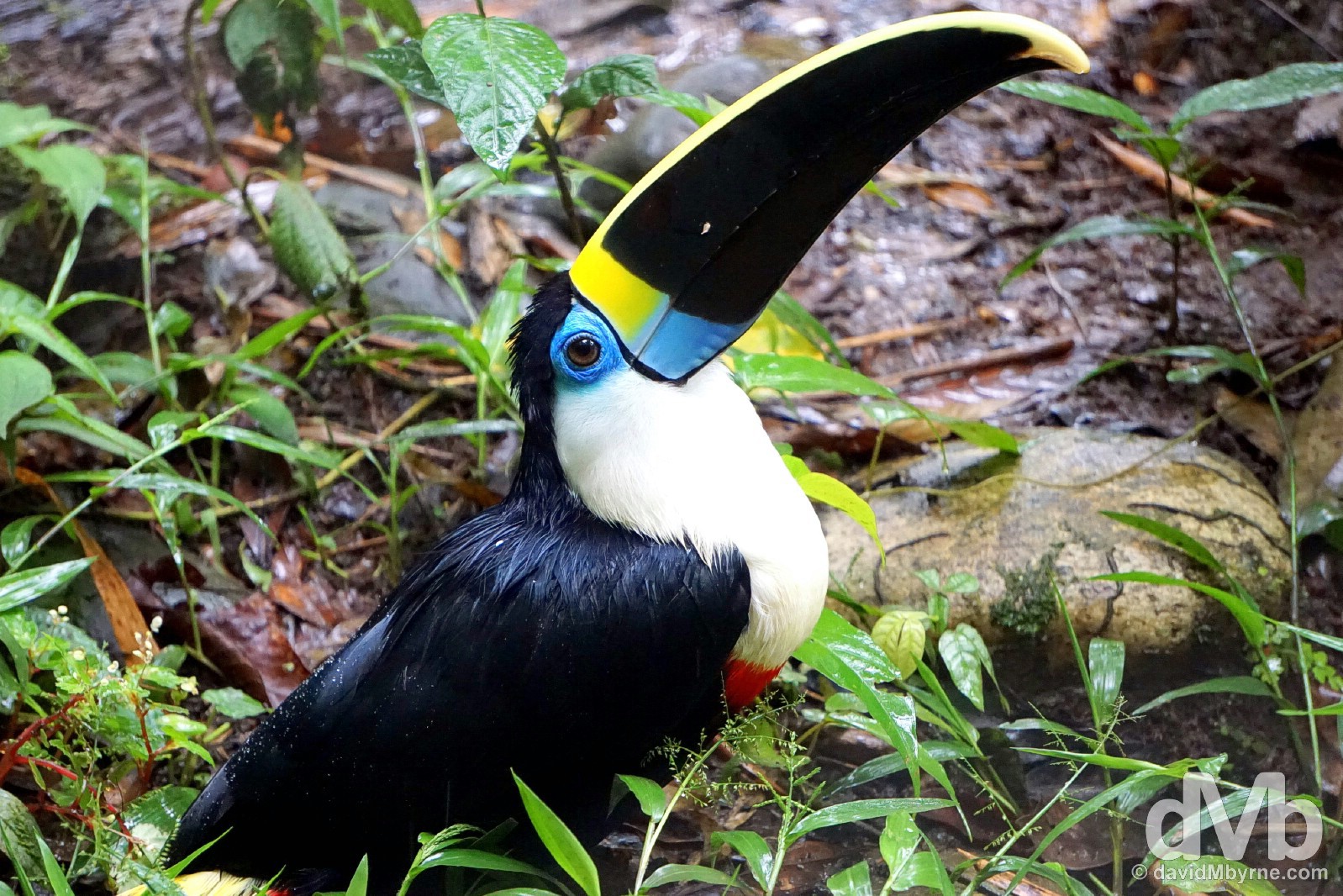 A Toucan in the AmaZOOnico Animal Reserve in the rain forest of Ecuador. July 12, 2015.