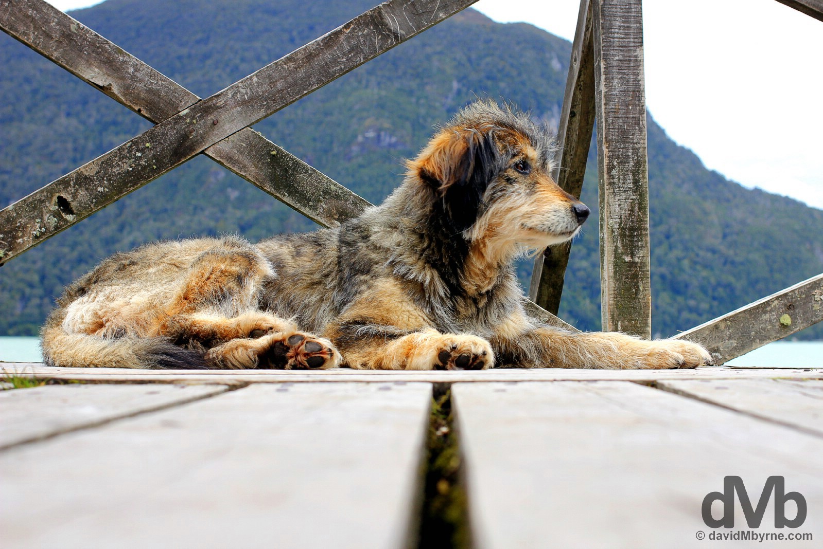 A shaggy dog resting on the boardwalks of Caleta Tortel in Aysen, Chile. October 29, 2015.