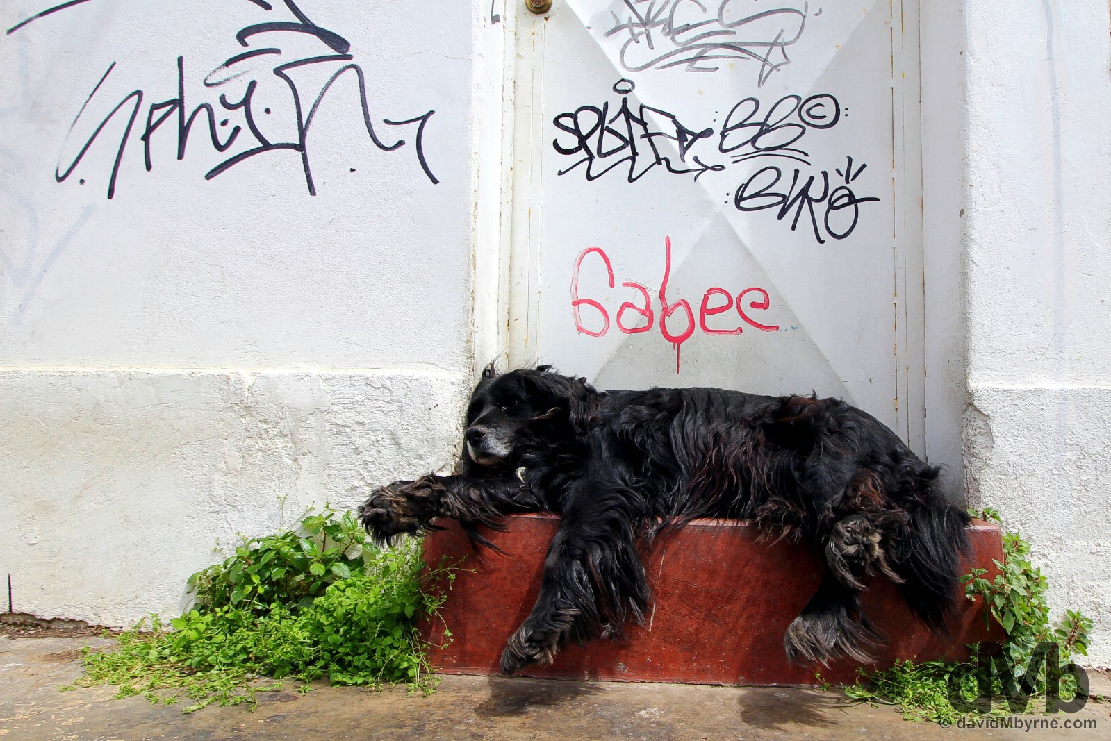 Dog tired in Valparaiso, Chile. October 8, 2015. 