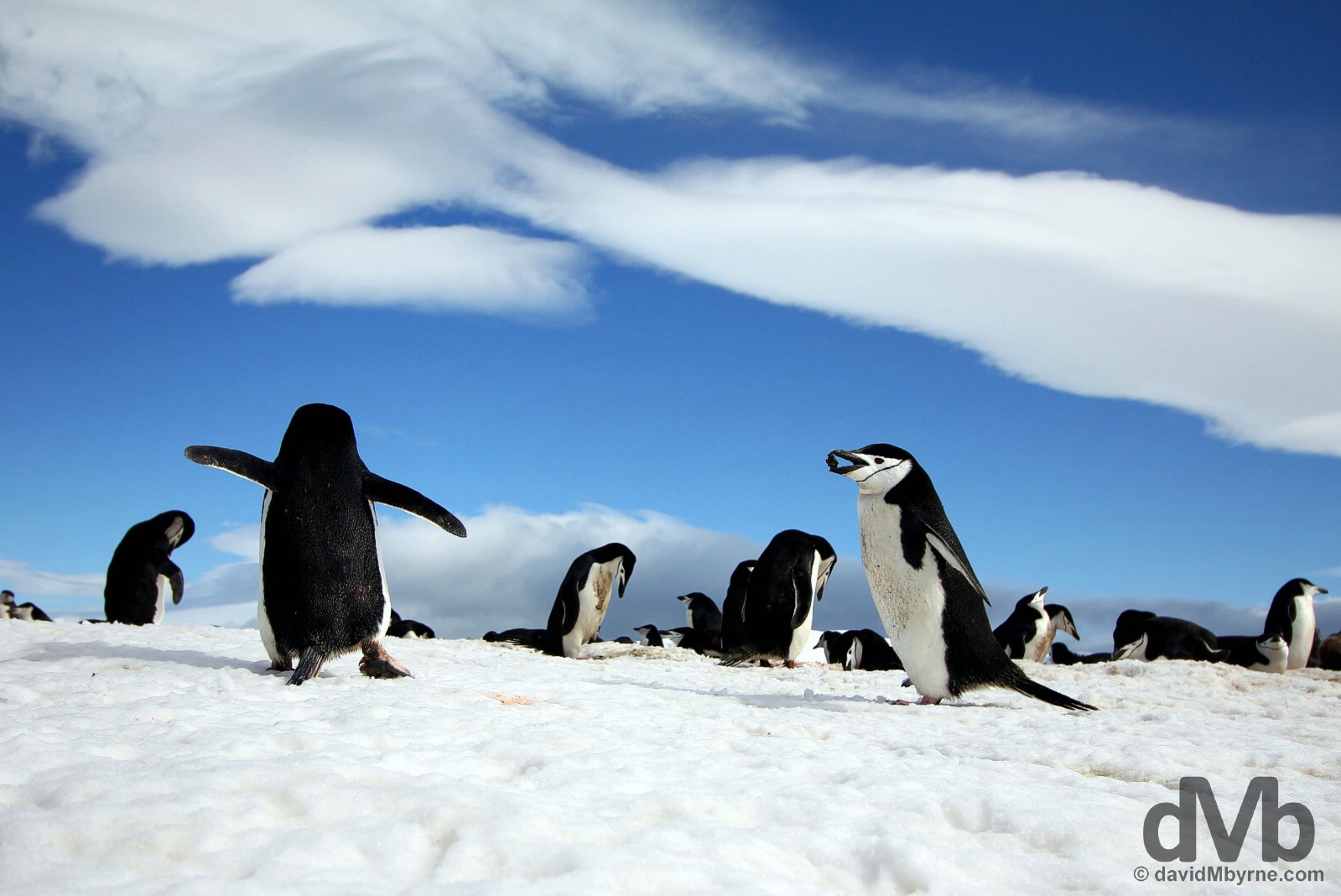 Chinstrap penguins on Half Moon Island, South Shetland Islands, Antarctica. November 29, 2015.