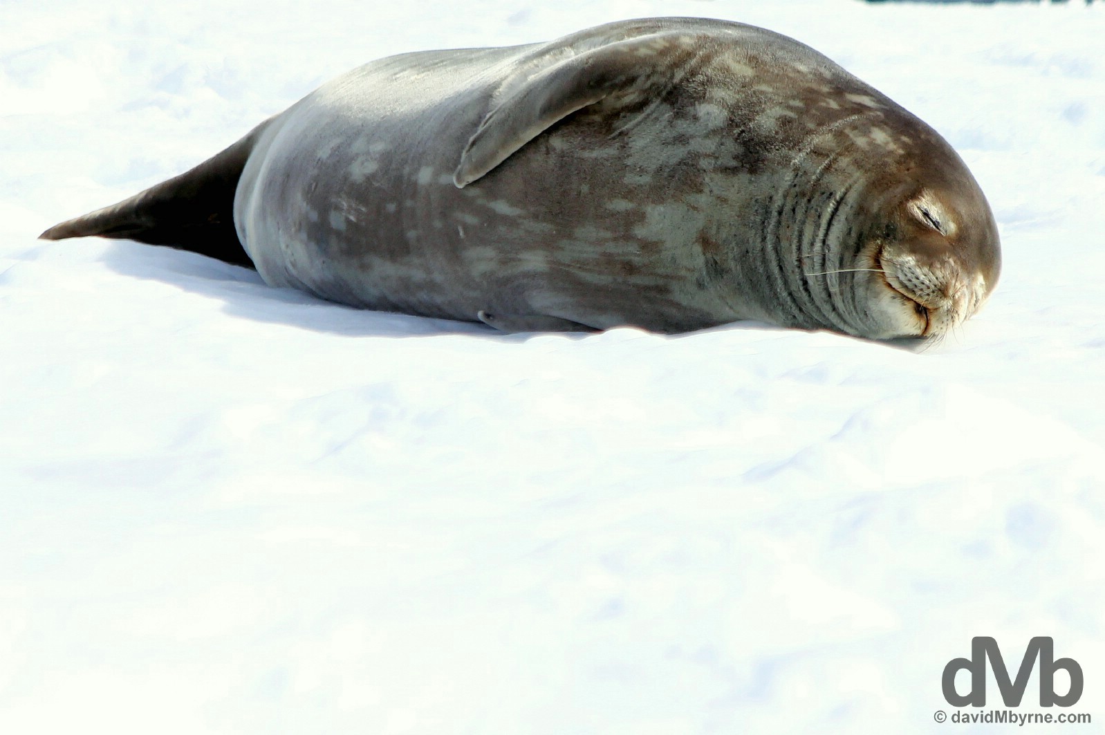 A Weddell Seal hauled out on Half Moon Island, South Shetland Islands, Antarctica. November 29, 2015.