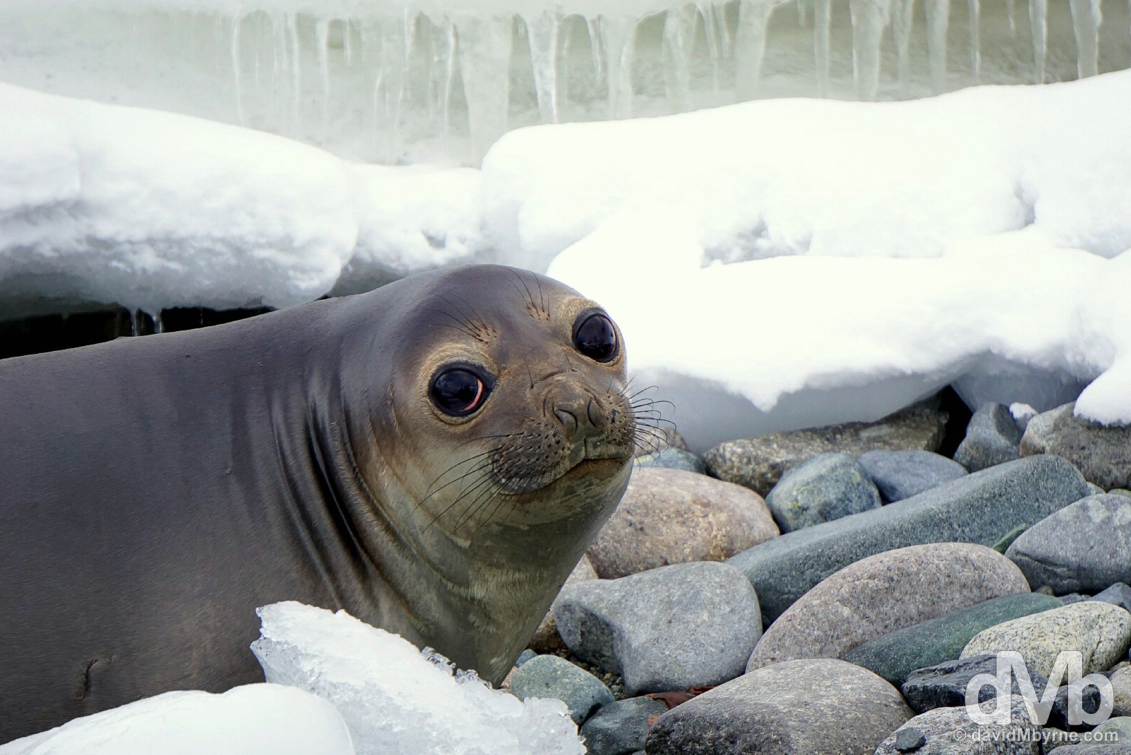 A baby Elephant Seal on Cuverville Island, Antarctic Peninsula. December 1, 2015.