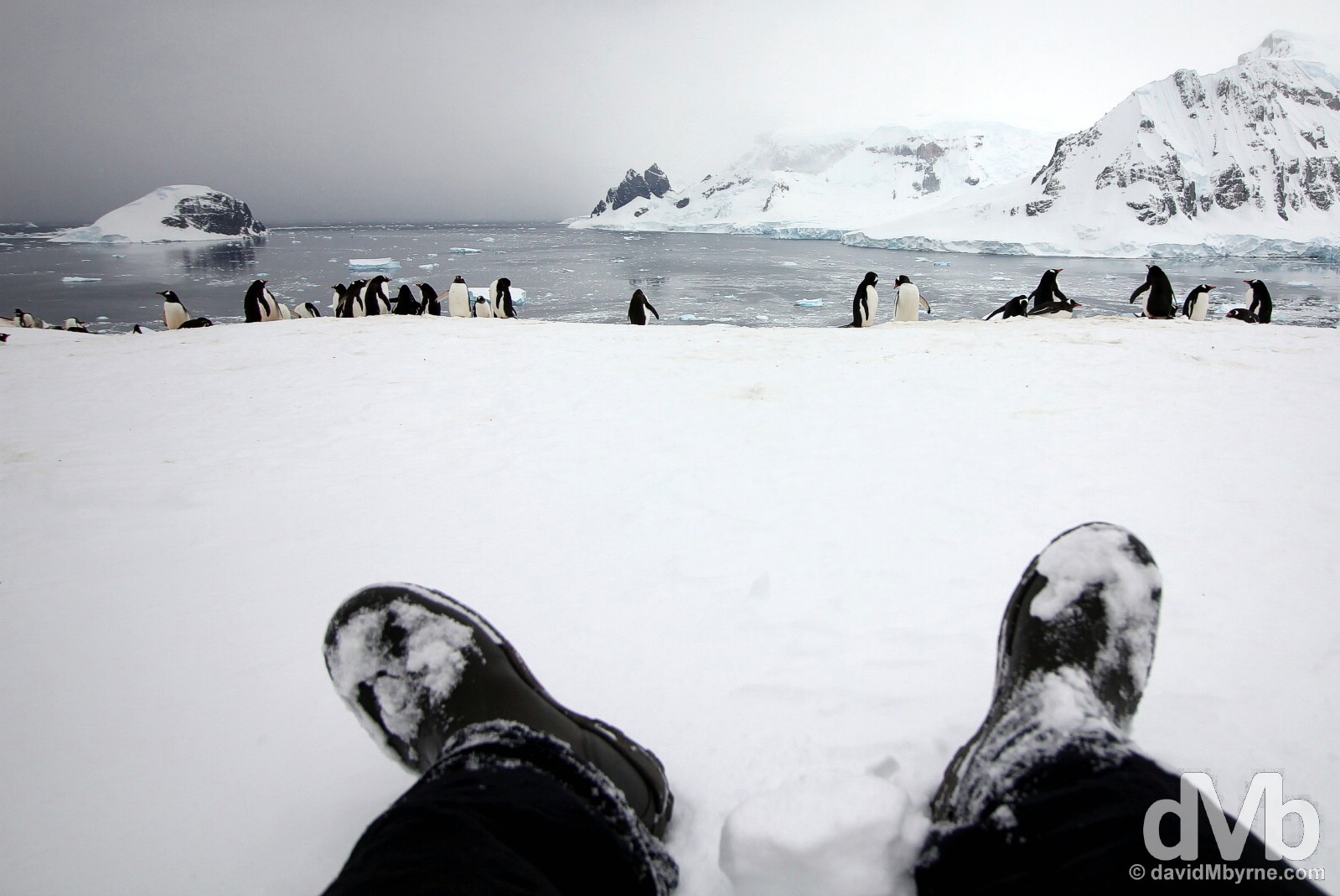 Hanging with the penguins on Danco Island, Antarctica. December 2, 2015. 